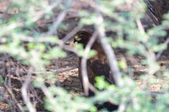 Steppe Eagle