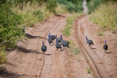 Helmeted Guineafowl