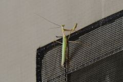 Praying Mantis