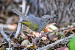 Green-Backed Camaroptera