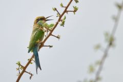 Swallow-Tailed Bee-Eater