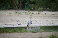 Kori Bustard