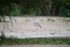 Kori Bustard