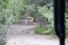 Steenbok