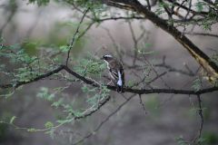 White-Browed Sparrow-Weaver