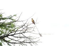 Shaft-Tailed Whydah