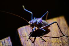 Armoured Bush Cricket