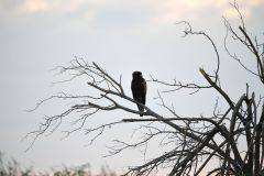 Booted Eagle