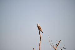 Black-Winged Kite