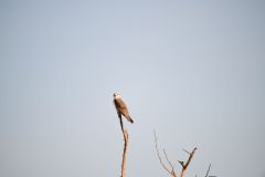 Black-Winged Kite