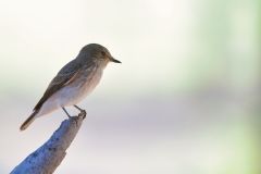 Spotted Flycatcher