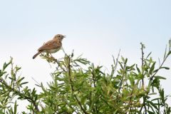 Fawn-Colored Lark