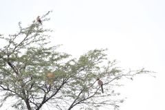 Wattled Starling and Great Spotted Cuckoo