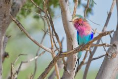 Lilac-Breasted Roller