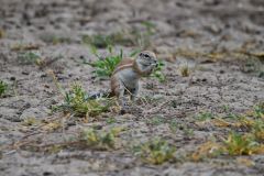 Cape Ground Squirrel