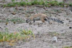 Cape Ground Squirrel