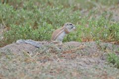 Cape Ground Squirrel