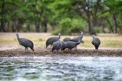 Helmeted Guineafowl