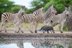 Helmeted Guineafowl