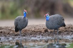 Helmeted Guineafowl