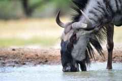 Wildebeest