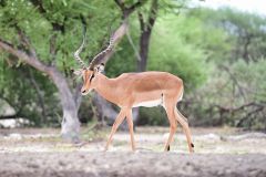 Impala