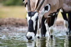 Gemsbok