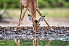 Impala