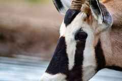 Gemsbok