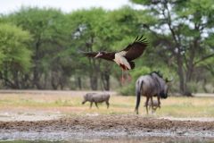 Abdim's Stork