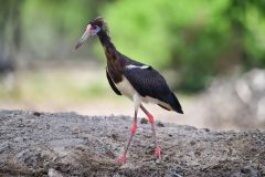 Abdim's Stork