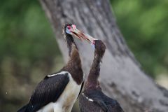 Abdim's Stork