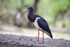 Abdim's Stork