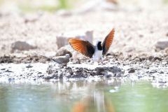 Namaqua Dove