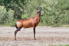 Hartebeest