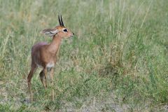 Steenbok