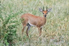 Steenbok