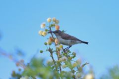 Marico Sunbird