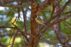 Amethyst Sunbird