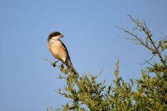 Lesser Gray Shrike