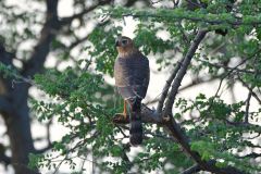 Gabar Goshawk