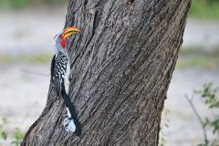 Southern Yellow-Billed Hornbill