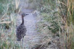 Red-Crested Bustard