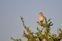 Rufous-Naped Lark