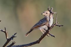 Red-Capped Lark