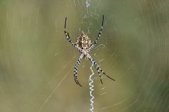 Orb Weaver