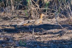 Slender Mongoose