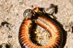 Millipede