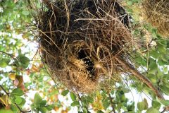 Nest