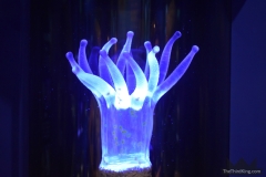 Coral Polyp Model